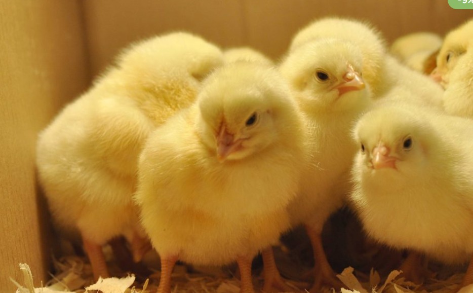 Day Old Chicks
